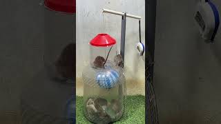 Best home mouse trapmouse trap tips from plastic ball [upl. by Alemaj]