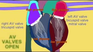 ATRIOVENTRICULAR VALVES IN CARDIAC CYCLE [upl. by Alahc311]