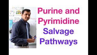 Purine and Pyrimidine Salvage Pathway [upl. by Notslar902]