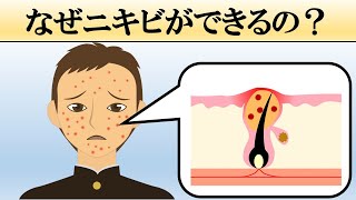 【肌荒れ】ニキビってなぜできるの？【原因・仕組み】 [upl. by Eneloj]