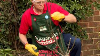 How To Prune Roses  DIY At Bunnings [upl. by Kerril189]