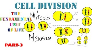 Mitosis [upl. by Ronile]