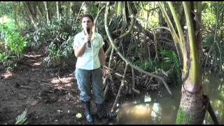 ¿Qué es un estuario Reserva Natural Caño Boquilla en Mayagüez [upl. by Liew]