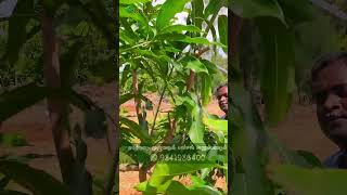 🥭Expert Mango Tree Pruning Tips  மாம்பழ மரத்தை சீரமைக்கும் நிபுணர் குறிப்புகள் 💁🏻‍♂️ [upl. by Helyn]