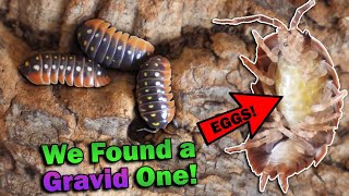 Meet All of Our Isopods [upl. by Cran]