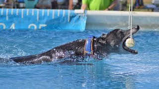 Dock Diving Whippet quotSpitfirequot Breaks The Versatility Record quotIron Dogquot in DockDogs [upl. by Cthrine167]