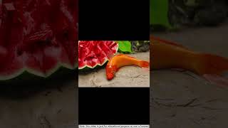 frog do farming and fish eat his watermelon shorts stopmotion [upl. by Madelina]