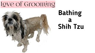 How to bathe a Shih Tzu or a Brachycephalic Breed [upl. by Gussi]