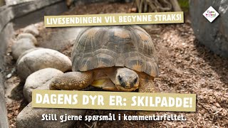 Dagens dyr fra Dyreparken 2 april Skilpadder [upl. by Storz]