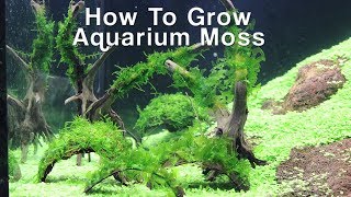 How To Attach Aquarium Moss Christmas amp Pellia Moss [upl. by Massarelli695]