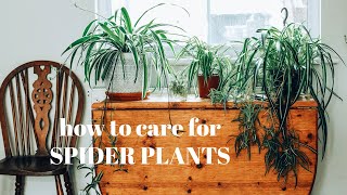 SPIDER PLANT CARE and PROPAGATION 》chlorophytum comosum houseplants [upl. by Soigroeg]