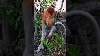 Proboscis Monkeys at Labuk Conservation Centre [upl. by Annodahs60]