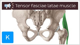 Tensor fasciae latae muscle  Anatomical Terms Pronunciation by Kenhub [upl. by Ordnassela432]