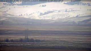 Elk Refuge Live Webcam  Flat Creek Inn [upl. by Kelsy]