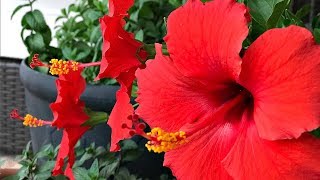 FOUR TIPS ON HIBISCUS TREE CARE  MY PERSONAL EXPERIENCE  SIMPLE [upl. by Yauqaj]