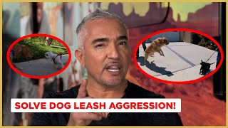 How to Stop Leash Aggression  Dog Nation [upl. by Anivek]