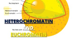 heterochromatin and euchromatin [upl. by Nevi]