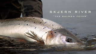 Skjern River The Salmon Fever [upl. by Eciened499]