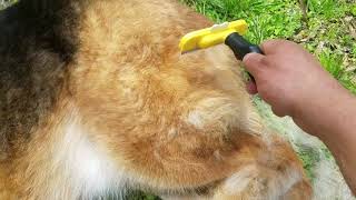 How Often Do German Shepherds Need To Be Brushed [upl. by Baird]