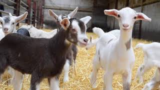 Goats  Milking 500 Goats in Co Cavan [upl. by Edora827]