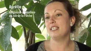 France 4  Une saison chez les bonobos  Interview dAurélie [upl. by Devlen801]