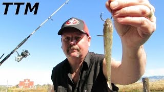 Best Way to Hook Mudsuckers for Live Bait FishingStriped Bass Fishing [upl. by Tjon]