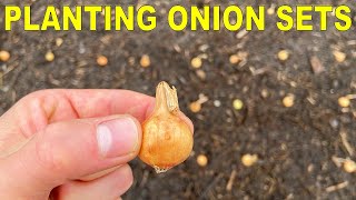 Planting Onion Bulbs A Complete Guide From Start To Finish [upl. by Cody]