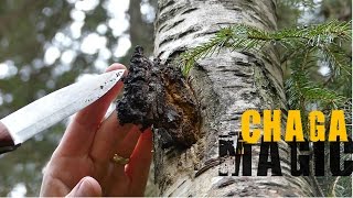 Chaga Hunting  How to find it and what to look for [upl. by Anerul]