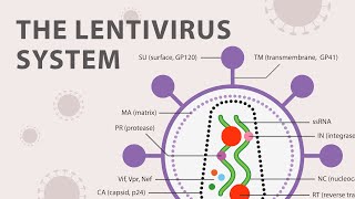 The Basics of the Recombinant Lentivirus System [upl. by Analah]