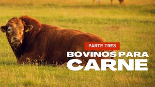 BOVINOS PARA CARNE parte tres [upl. by Drice]