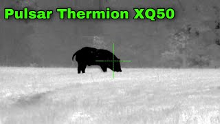 Pulsar Thermion XQ50  16 Hogs 2 Coyotes 65 GRENDEL DROPS [upl. by Icul]