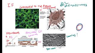 Cell Biology Lecture 9 The Cytoskeleton [upl. by Amsa642]