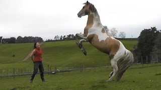 Stallion rearing up and playing in the paddock  Lisey8888 Alycia Burton [upl. by Nikolai]