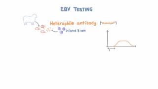 Epstein Barr Virus EBV Diagnosis and Testing [upl. by Bette]