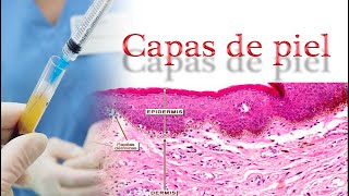 Las Capas de la piel Epidermis Dermis [upl. by Ahseei856]