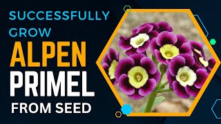 How to Successfully Grow Alpen Primel from Seed [upl. by Fawne]