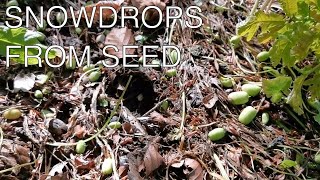 How to grow Snowdrops from Seed [upl. by Rector488]