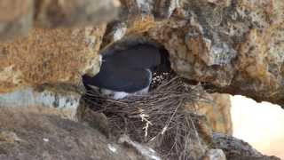 Whitebreasted Woodswallow Artamus leucorynchus nesting [upl. by Conover]