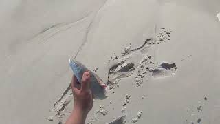 How to catch Whiting from the Beach — SURF FISHING [upl. by Orgell254]