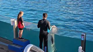 SeaWorld San Diego Show Dolphin Adventure [upl. by Seiter]