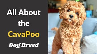 A to Z Guide about Cavapoo dog breed  Size Behavior Training and Temperament [upl. by Natam115]