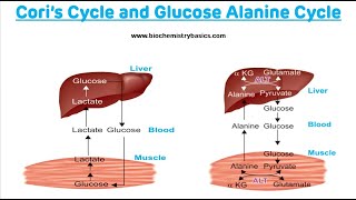 Cori Cycle and Glucose Alanine Cycle  Biochemistry [upl. by Cassandra]