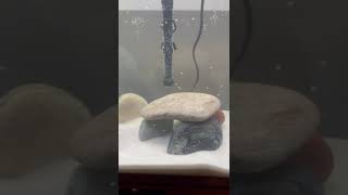 Aqueon 55 gallon Tank setup [upl. by Aidyl]