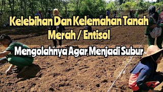 Kelebihan Dan Kelemahan Tanah Merah Cara Mengolah tanah merah agar Subur Jenis Tanah Entisol Part1 [upl. by Enniotna]