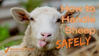 How to Handle Sheep [upl. by Radmen]