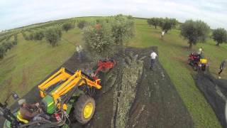 Apanha da Azeitona com Drone Moura Alentejo [upl. by Novy]