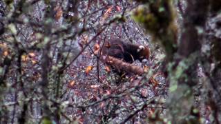 Red Pandas in the Wild Sichuan China [upl. by Schultz]