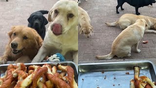 Chicken liver pies twists and boiled chicken necks for the dogs today [upl. by Erdrich]