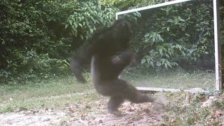 Chimps Attacks Mirror Reflections [upl. by Dash]