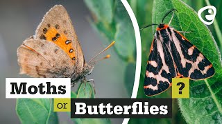 Whats the difference between Moths and Butterflies [upl. by Irrab]